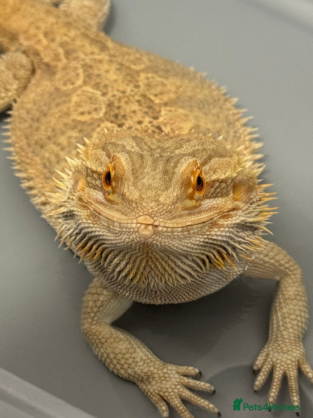 Bearded Dragon reptiles for sale: 12 month old bearded Dragon  - Image 4