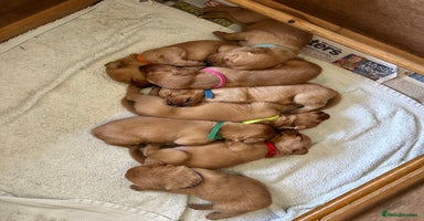 Labrador Retriever dogs - Advert 8