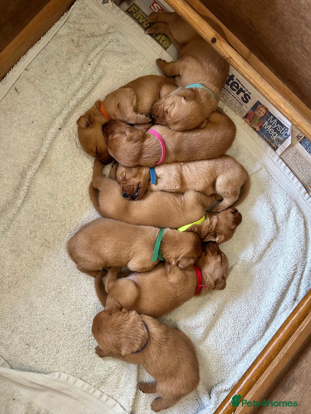 Labrador Retriever dogs for sale: KC Registered Fox Red Labrador Puppies  - Image 3