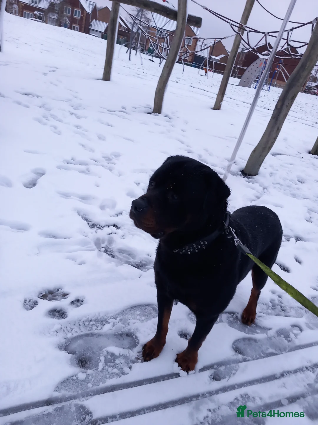 Rottweiler dogs for stud: Male rottweiler stud in Liverpool - Advert 2