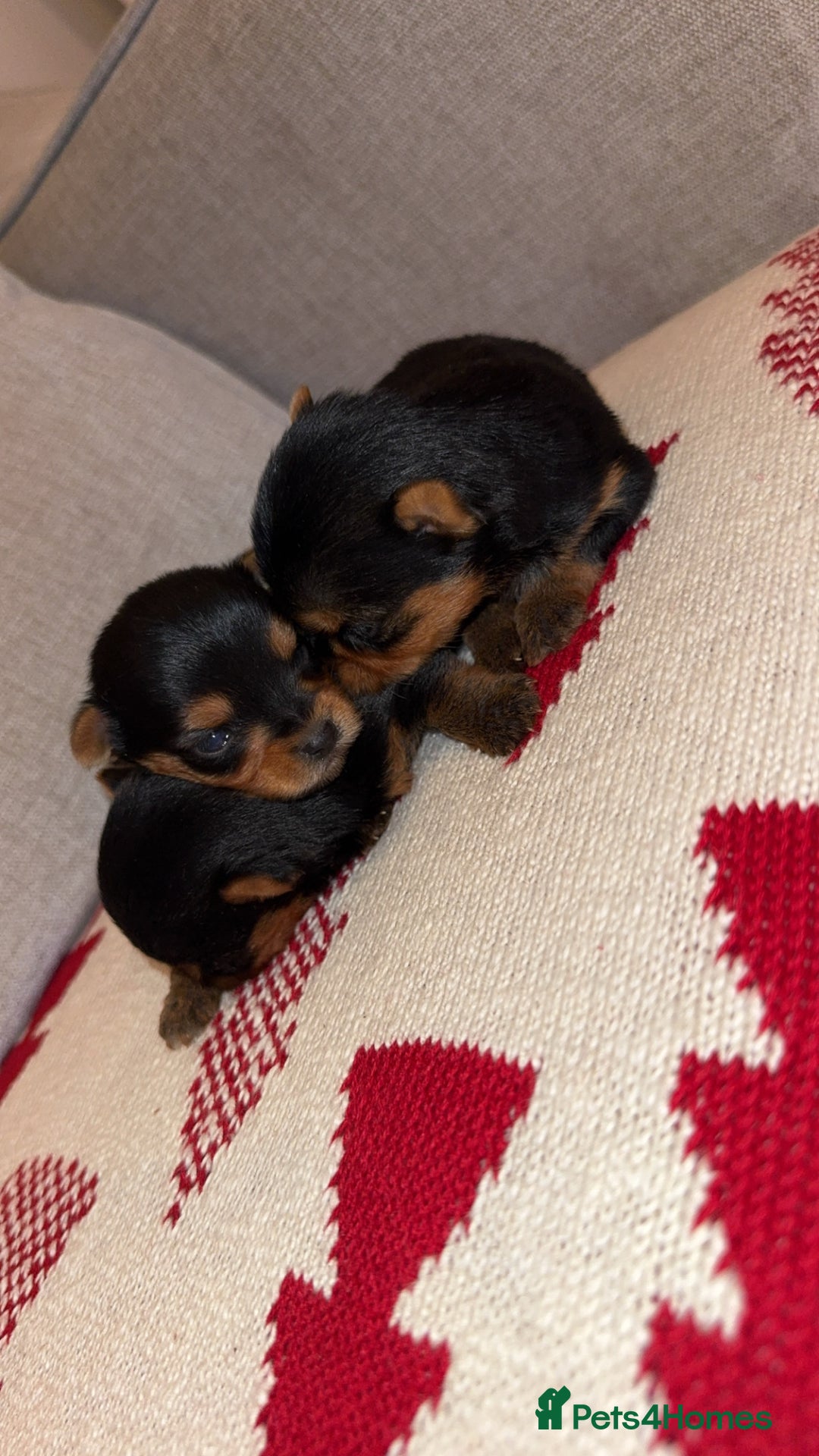 Yorkshire Terrier dogs for sale: Yorkshire terrier puppies - Advert 3