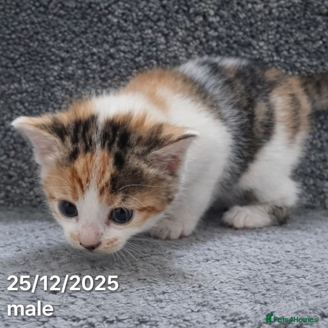 Mixed Breed cats for sale: Beautiful Kittens for Sale – 3 Females & 3 Males - Advert 15