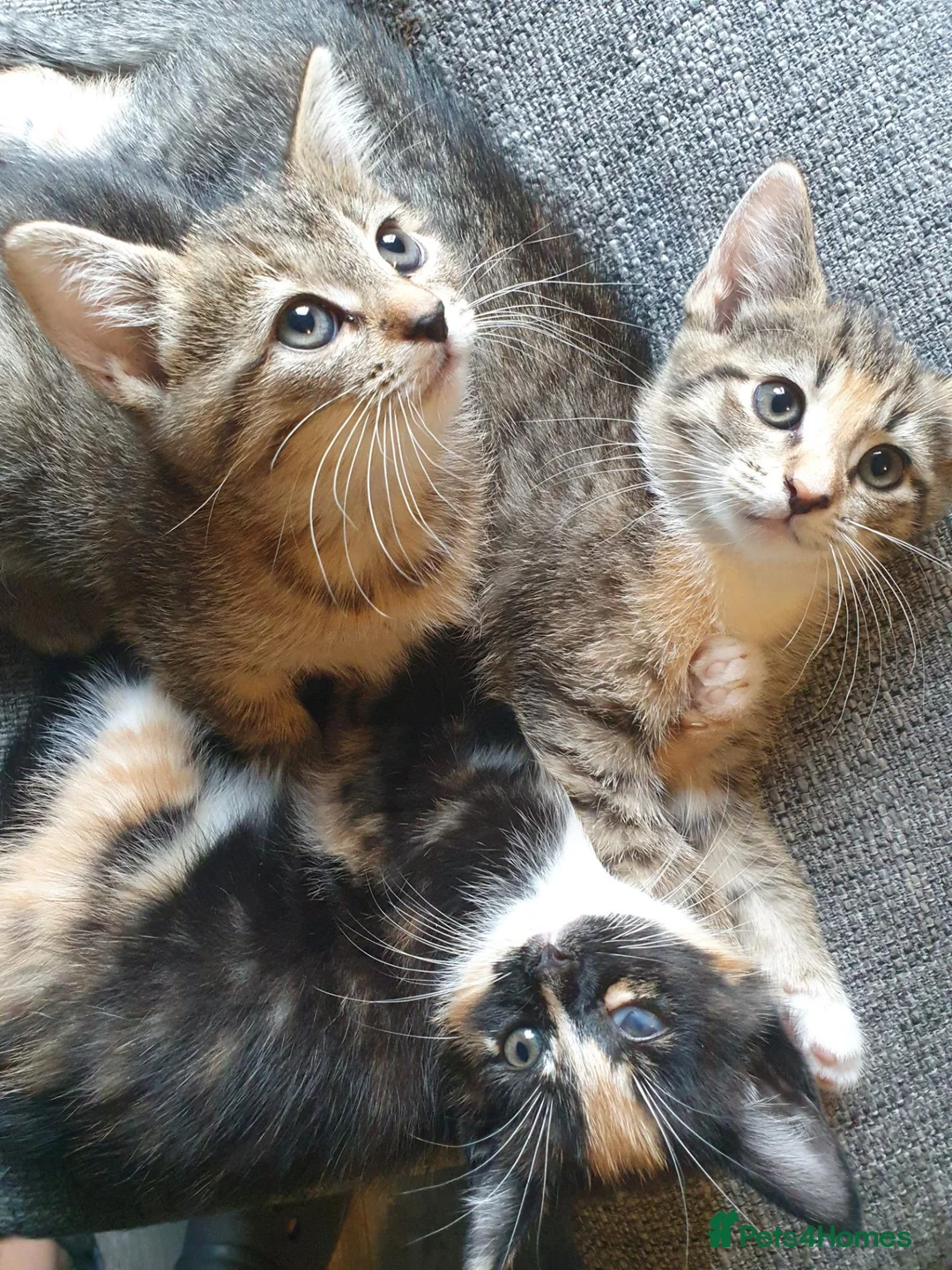 Mixed Breed cats for sale: 3 little girl  - Advert 18