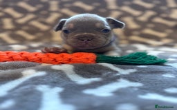 French Bulldog dogs for sale: Adorable French bulldog puppies!!🐶  - Image 15