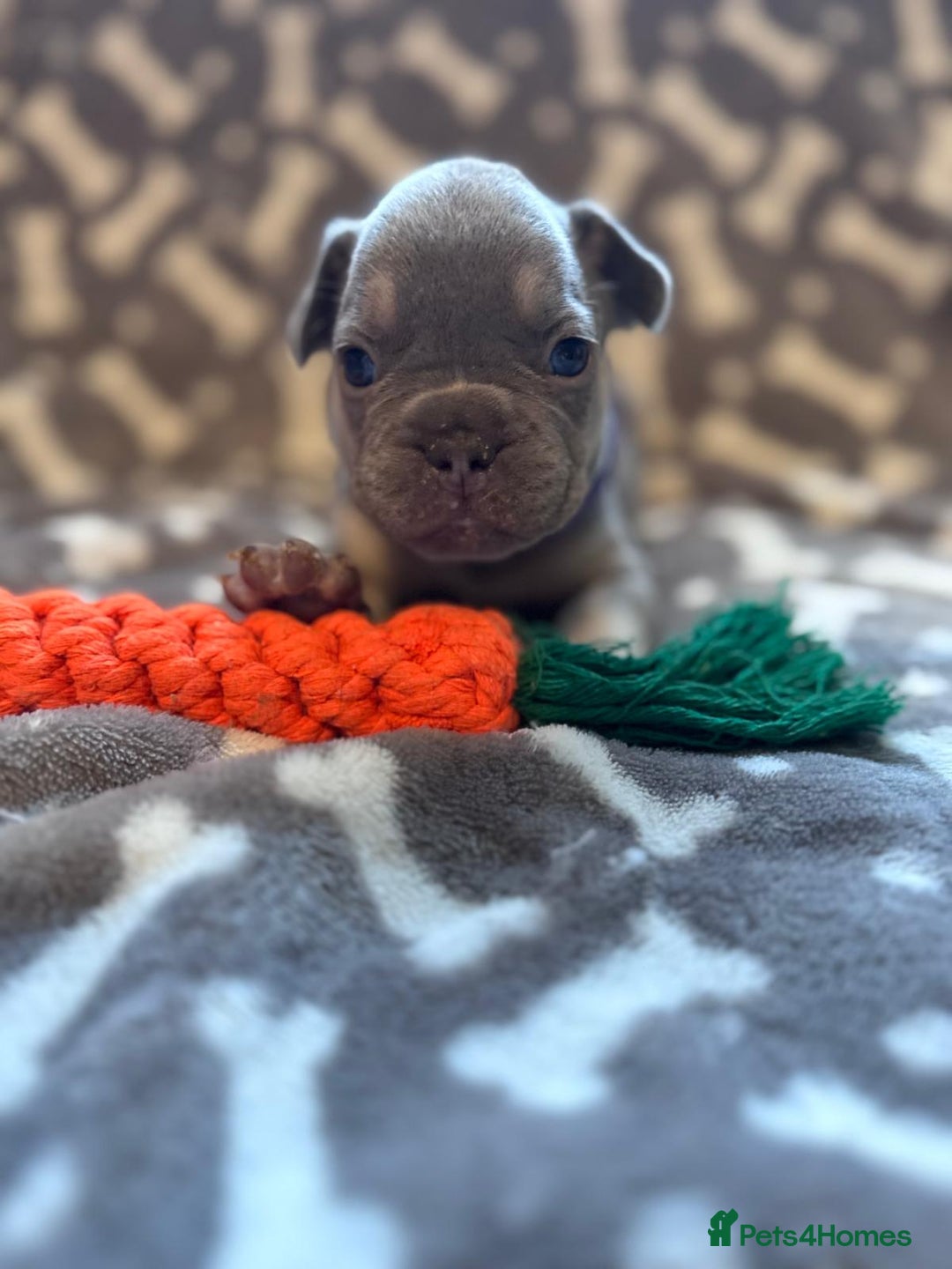 French Bulldog dogs for sale: Adorable French bulldog puppies!!🐶  - Image 15