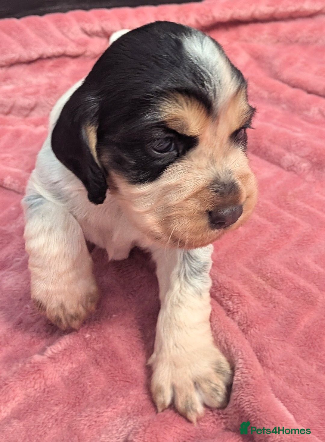 Cocker Spaniel dogs Working Cocker Spaniel puppies 2 girls left - Advert 12