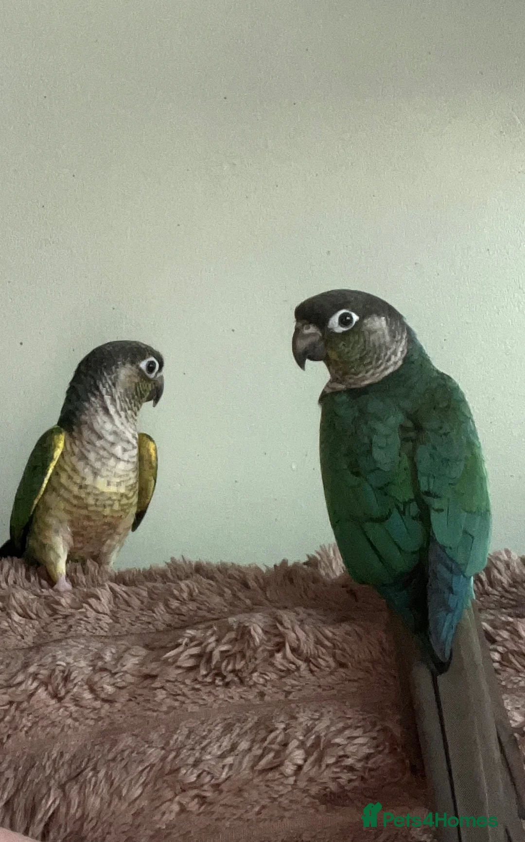 Conures birds for sale: Pair of male conures  - Advert 2