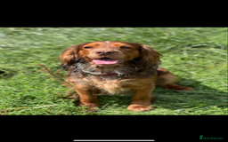 Cocker Spaniel dogs for stud: Studd - Image 4