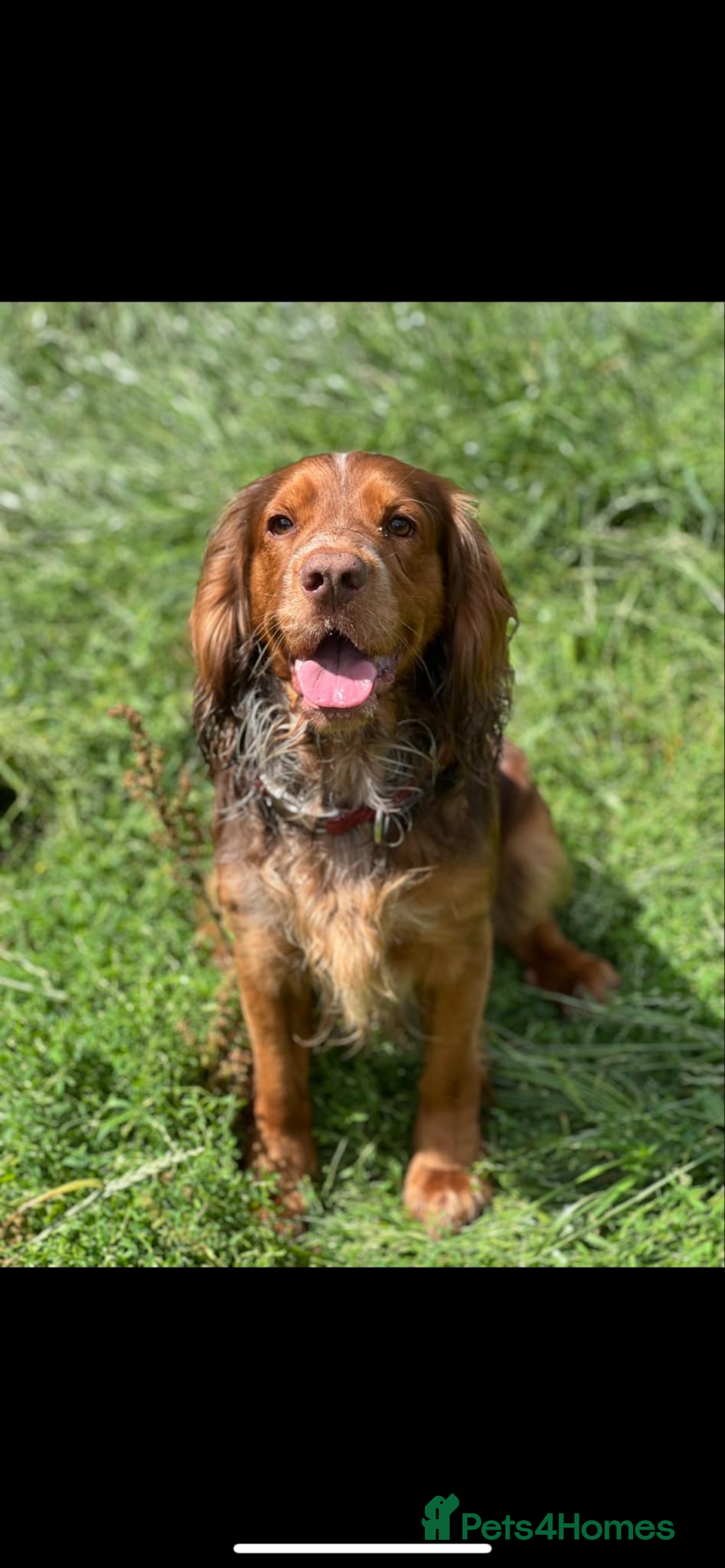 Cocker Spaniel dogs for stud: Studd - Image 4