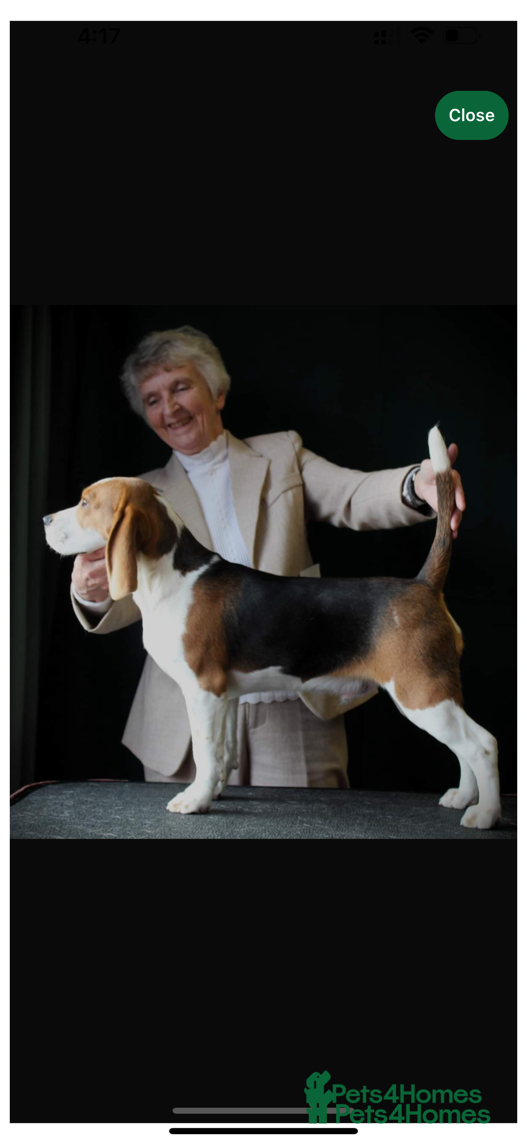Beagle dogs for sale: BEAUTIFUL KC REG BEAGLES  - Image 4