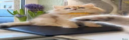British Longhair cats for sale: British Longhair golden kittens TICA - Advert 6
