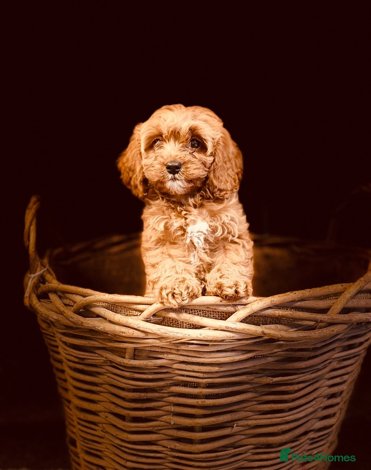 Cavapoo dogs Stunning F1 Health Tested Darlings  - Advert 2