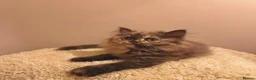 British Shorthair cats for sale: Incredible chocolate British-longhair kitten - Advert 1