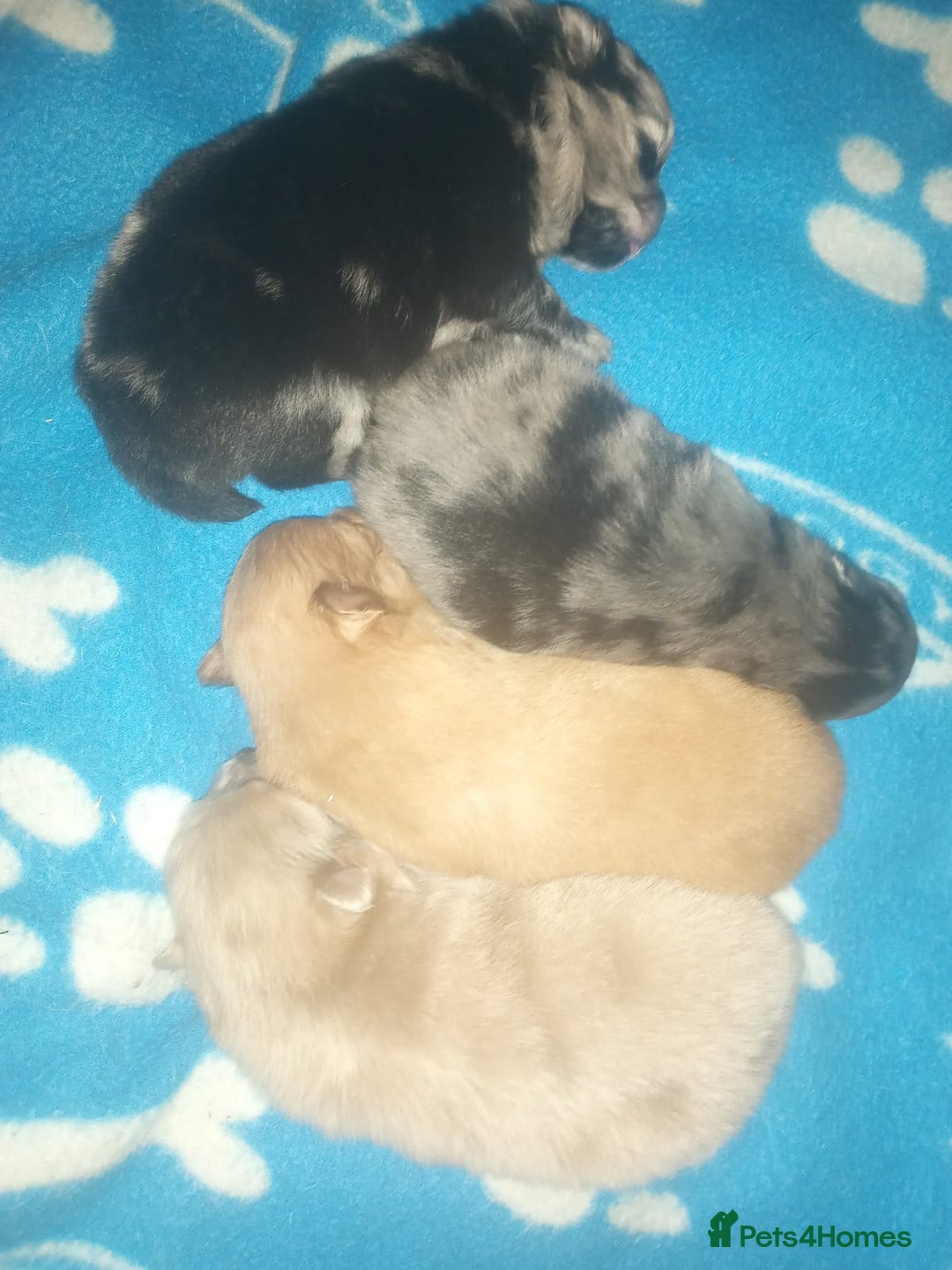 Pomeranian dogs for stud: Cobee (PROVEN)  ( STUD ONLY ) (PRODUCING MERLES)   in Liverpool - Advert 35