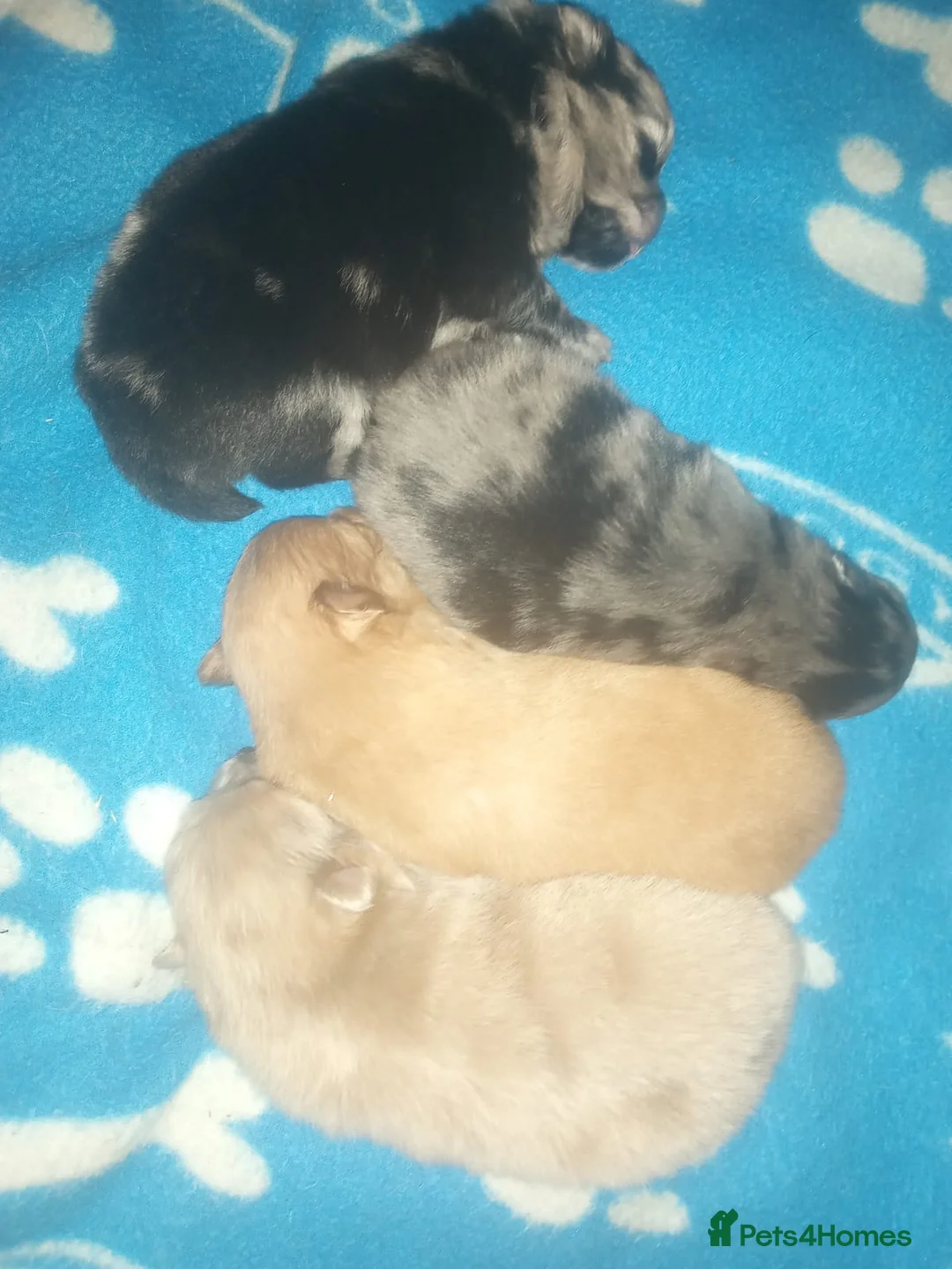 Pomeranian dogs for stud: Cobee (PROVEN)  ( STUD ONLY ) (PRODUCING MERLES)   in Liverpool - Advert 35