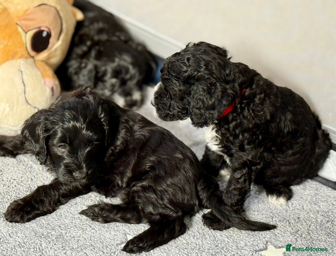 Cockapoo dogs for sale: 🐾 Gorgeous F2 Cockapoo Puppies 🐾 - Image 20