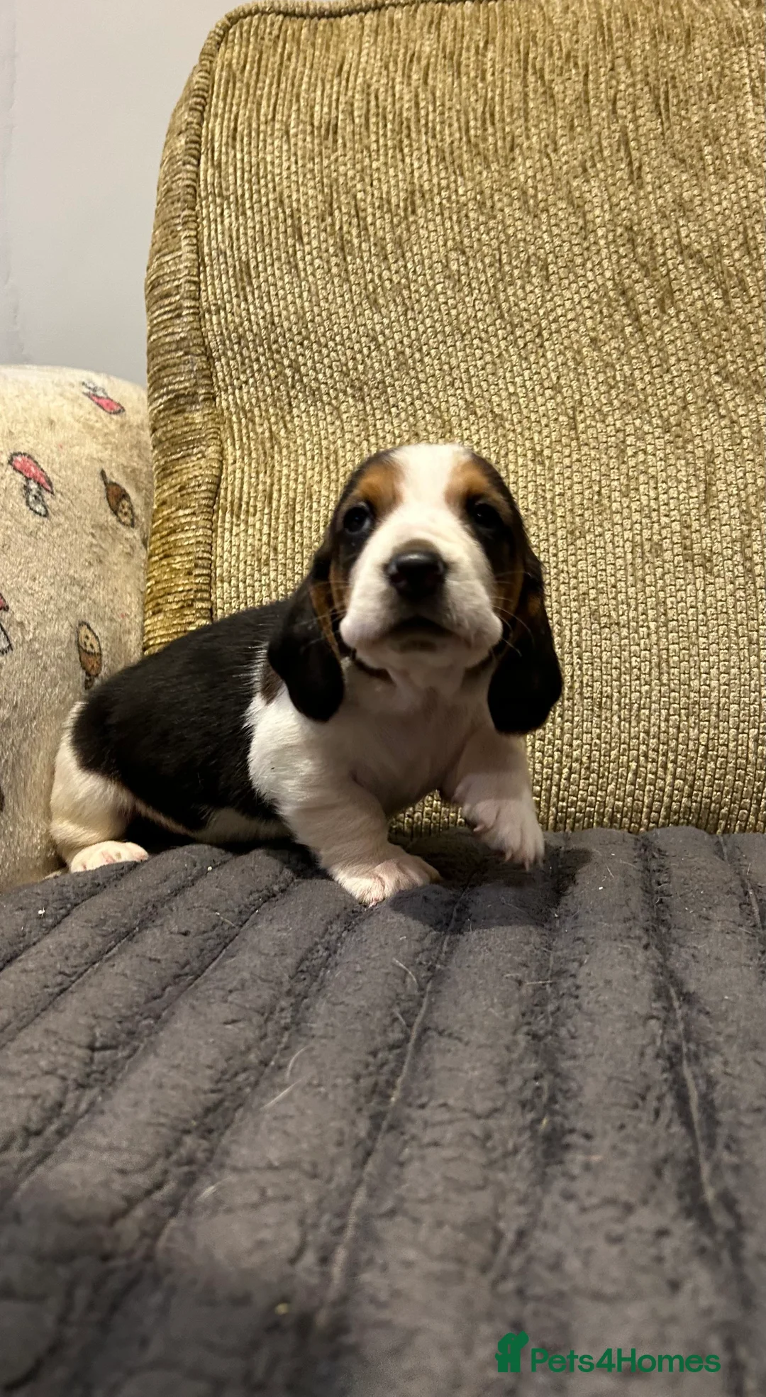 Basset Hound dogs for sale: Basset hound puppies!!! KC reg. - Advert 3