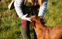 Labrador Retriever dogs for stud: Fully health tested DNA Clear  - Image 12