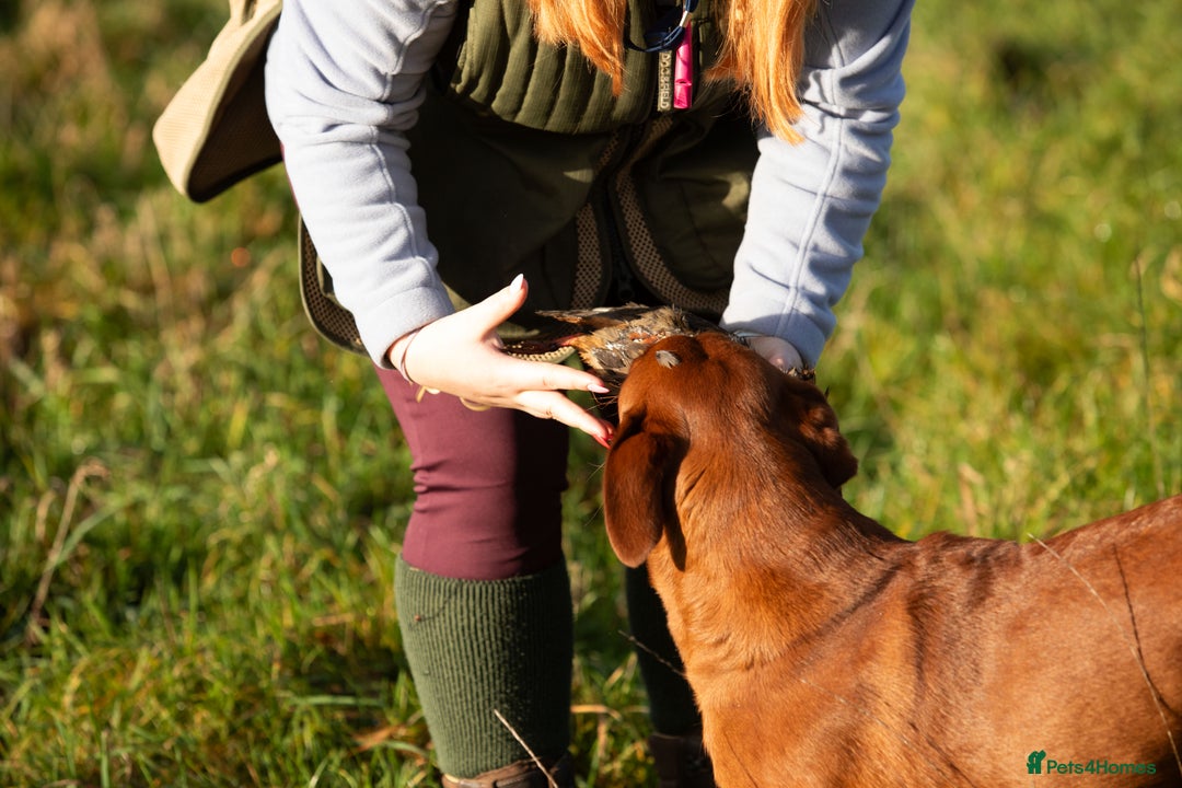 Labrador Retriever dogs for stud: Fully health tested DNA Clear  - Image 12