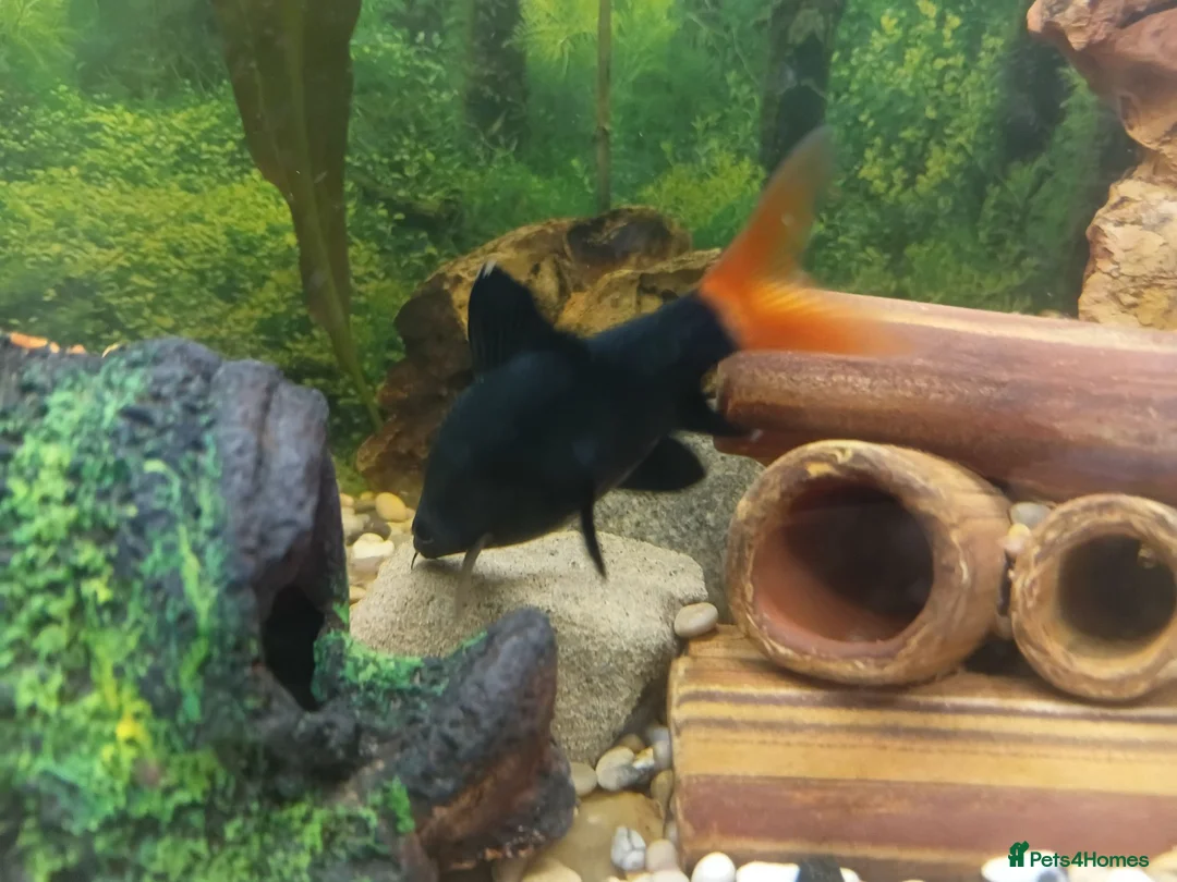 Sharks fish for sale: Red tailed shark need to go asap - Advert 3