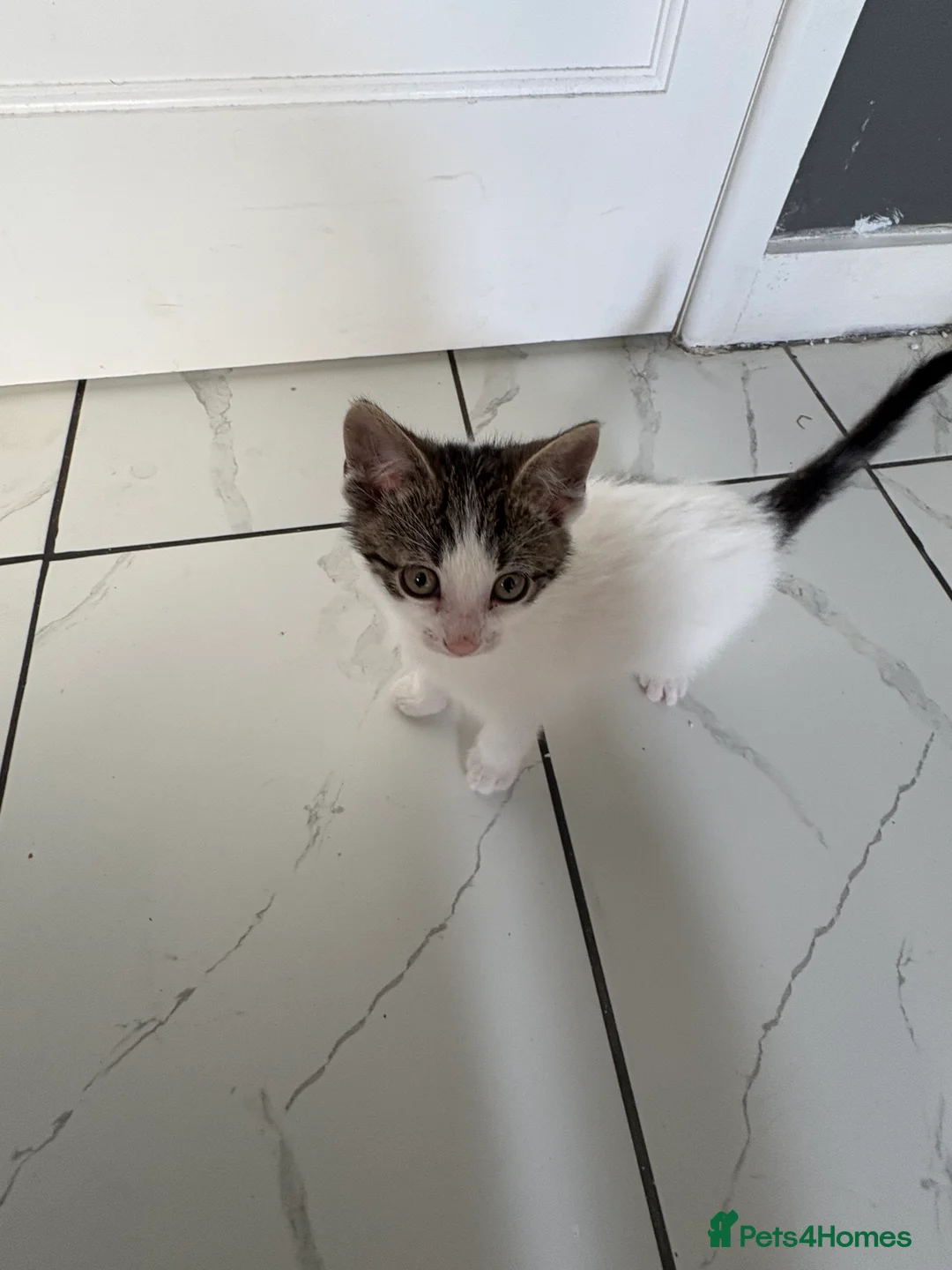 Mixed Breed cats for sale: *Ready to leave* Kittens for sale  - Advert 2