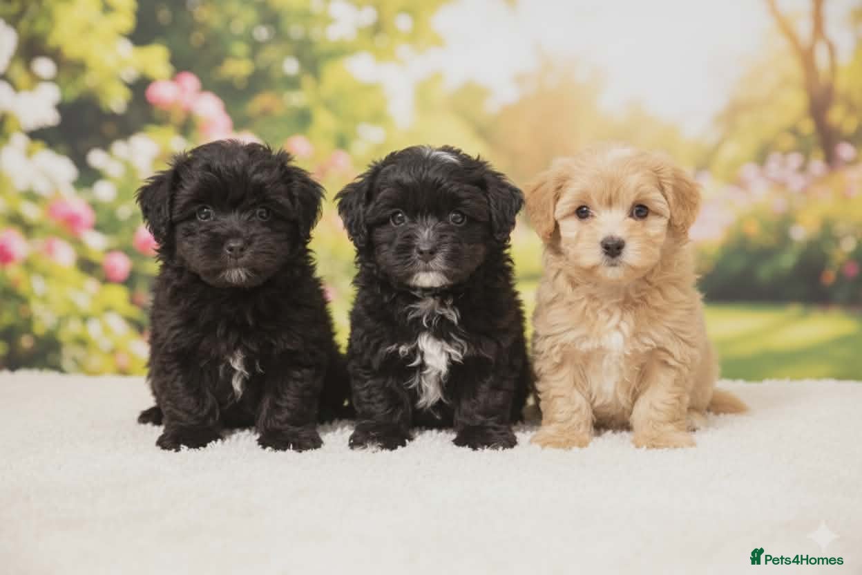 Mixed Breed dogs Maltipoo - Advert 1