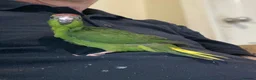 Parrots birds for sale: Hand reared Kakariki  - Advert 5