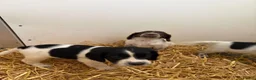 Cocker Spaniel dogs for sale: Cocker spaniel pups  - Advert 21
