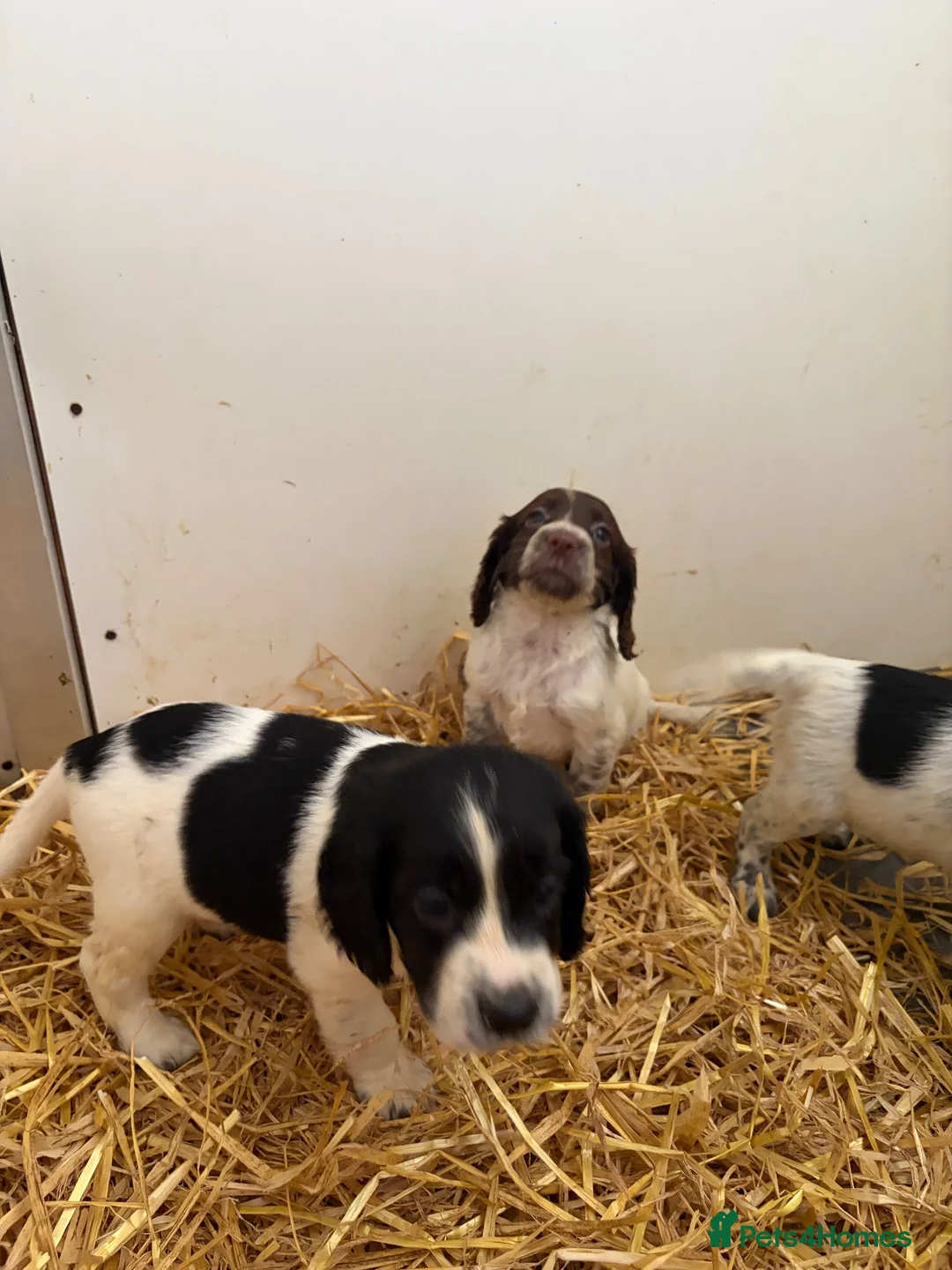 Cocker Spaniel dogs for sale: Cocker spaniel pups  - Advert 21