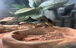 Lizard reptiles for sale: Beautiful collared lizard for sale  - Image 3