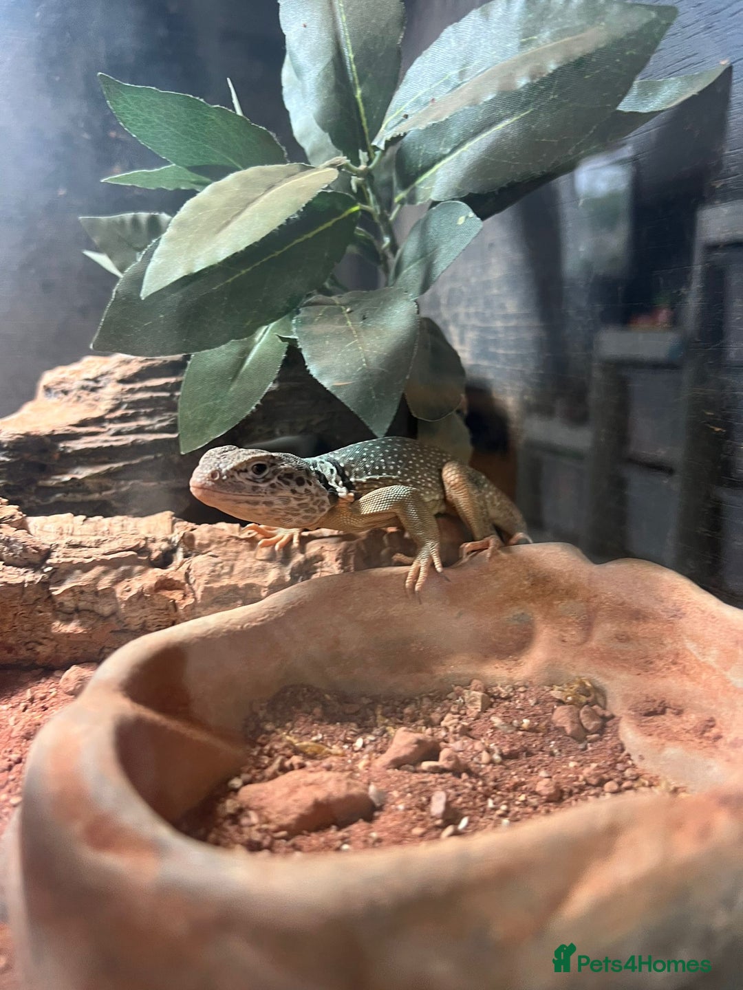 Lizard reptiles for sale: Beautiful collared lizard for sale  - Image 3
