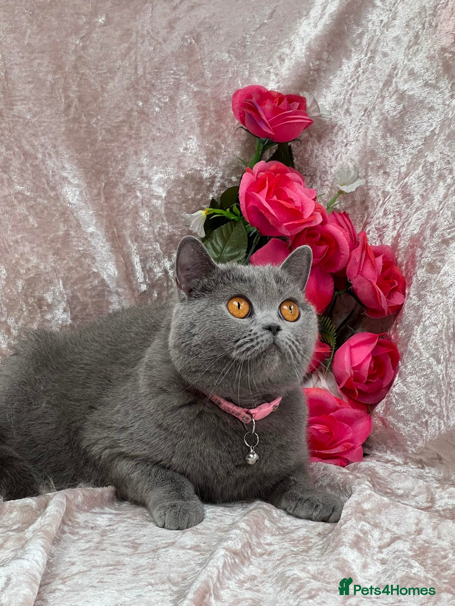 British Shorthair cats for sale: Loving, beautiful BSH blue girl - Advert 2