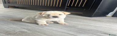 Mixed Breed 3