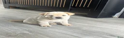 Mixed Breed dogs for sale: Beautiful frenchie chows - Advert 5