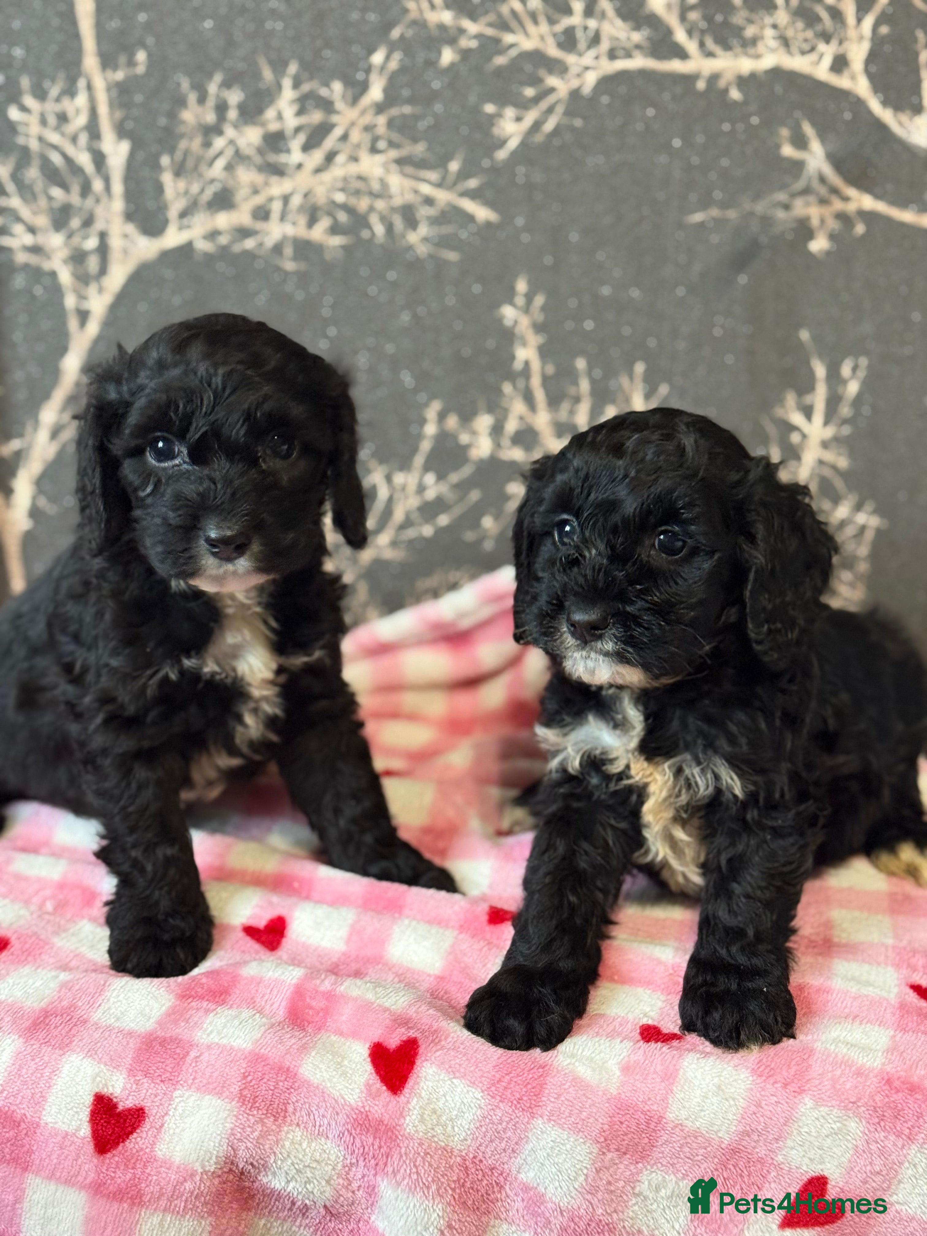 Cockapoo dogs F1 mini cockapoos 30  dna health tested  - Advert 15