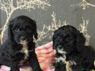 Cockapoo dogs F1 mini cockapoos 30 dna health tested - Advert 15