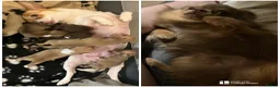 Chihuahua dogs for sale: CHIHUAHUA PUPPIES 3 only available now  - Advert 37