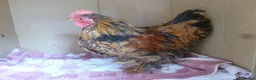Chickens poultry for sale: Pekin Bantam Cockerels - Advert 3
