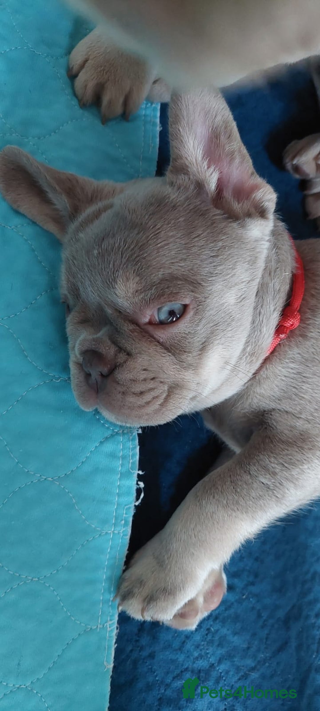 French Bulldog dogs for sale: KC Registered Beautiful French Bulldog Puppies - Advert 37