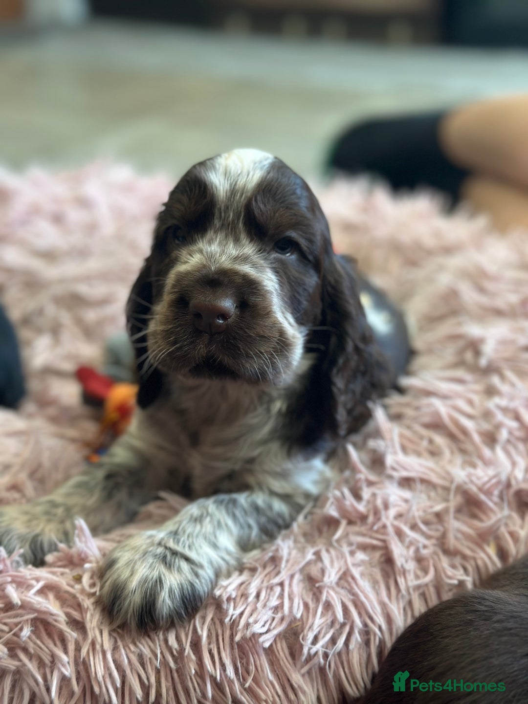 Cocker Spaniel dogs for sale: Fully Health tested show line cocker puppies  - Image 4