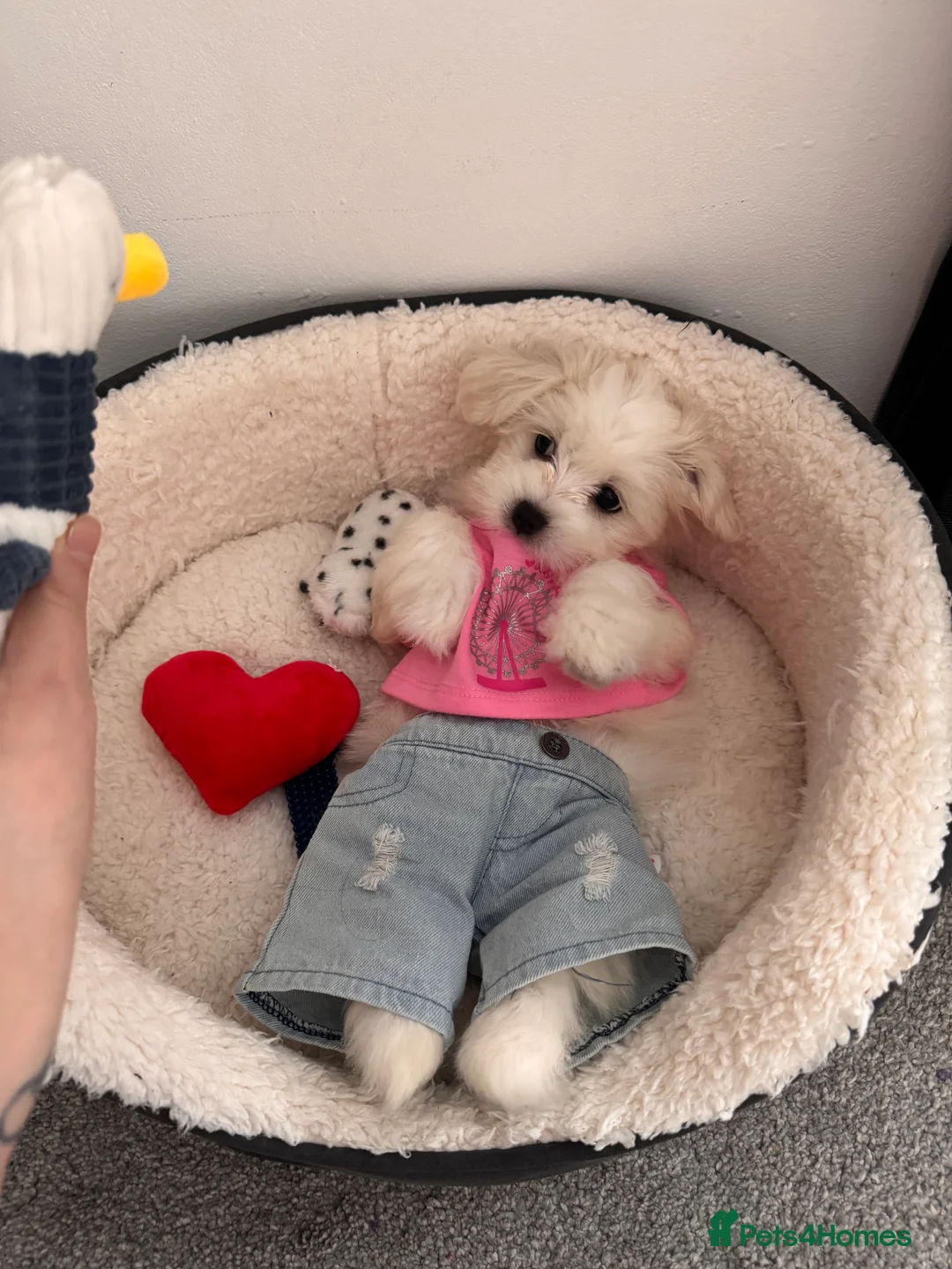 Maltese dogs for stud: Available for stud - Advert 7