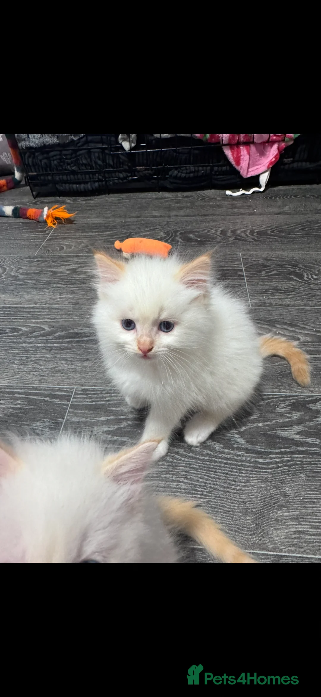 Ragdoll cats for sale: Stunning ragdoll kittens  - Advert 2