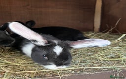 Mixed Breed rabbits for sale: Baby rabbits  - Advert 6