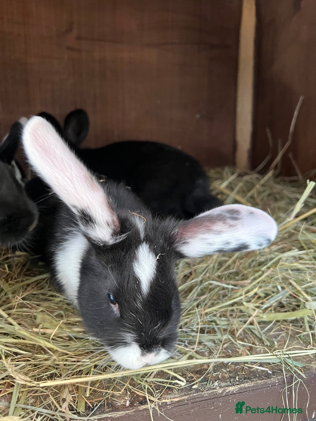 Mixed Breed rabbits for sale: Baby rabbits  - Advert 6
