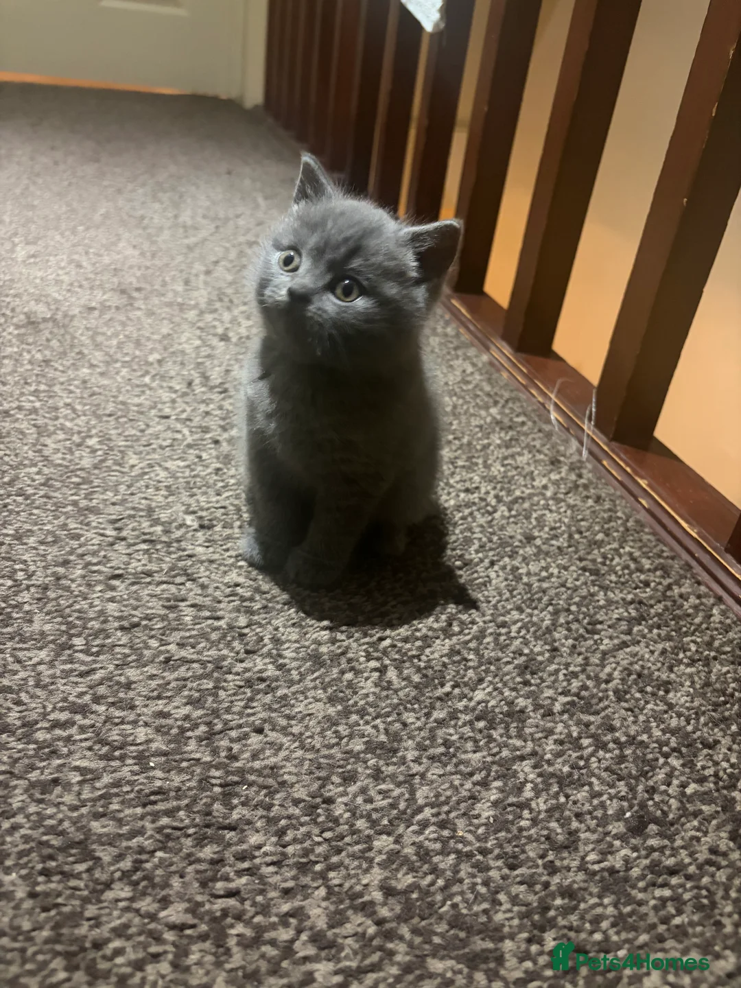 British Shorthair cats for sale: Cute and cuddly British Shorthaired kittens  - Advert 17
