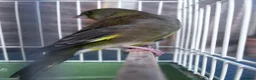 Finches birds for sale: European Green Finch  - Advert 5