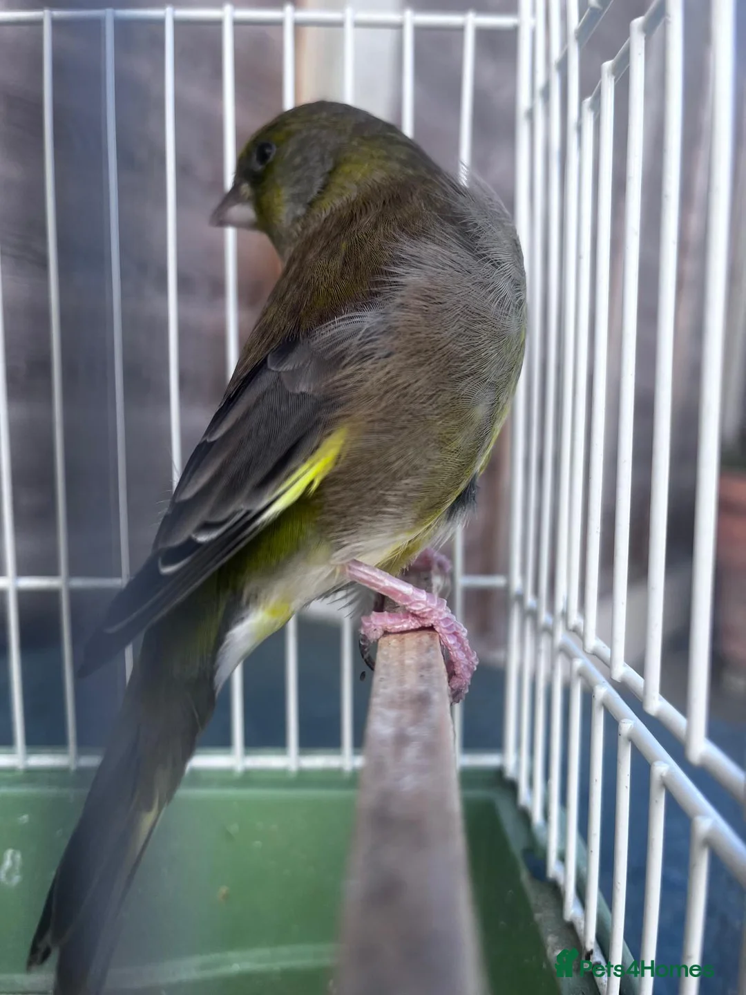 Finches birds for sale: European Green Finch  - Advert 5