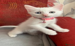 Mixed Breed cats for sale: White Gray and Ragdoll Kittens - Image 4