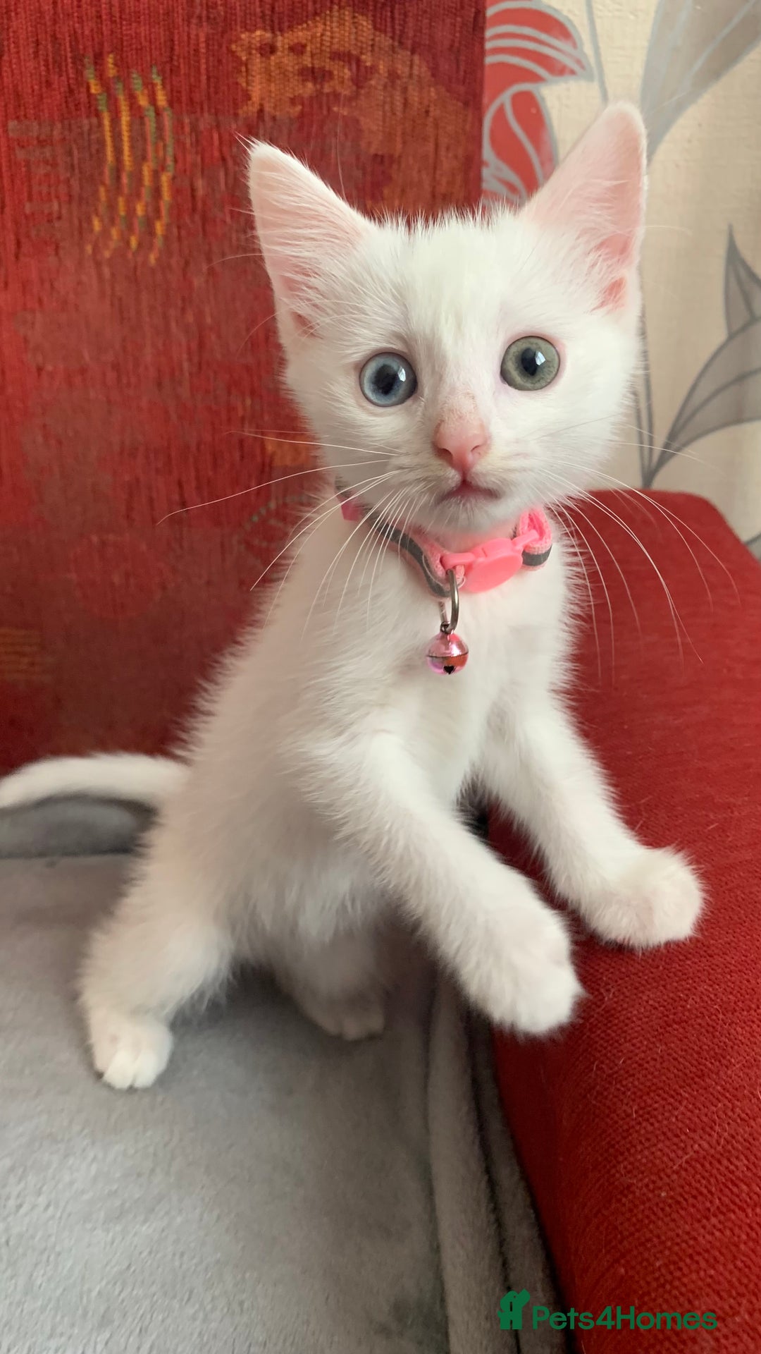 Mixed Breed cats for sale: White Gray and Ragdoll Kittens - Image 4