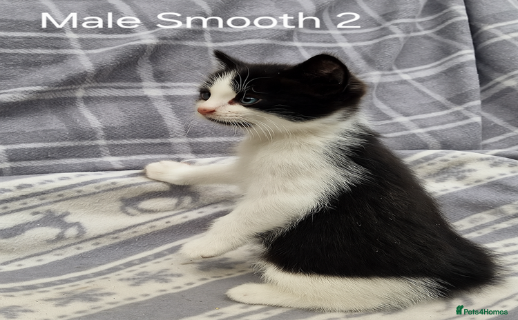 Mixed Breed cats - Advert 13